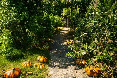 Artificial pumpkins. Foto stock