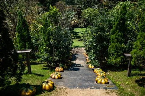 Artificial pumpkins. Stock-Fotos