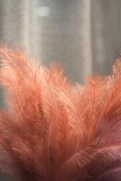 Artificial red feathers close-up. Stock Photos