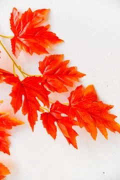 Artificial red maple leaves white background Stock Photos