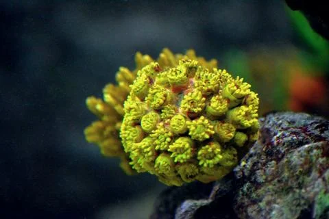 Artificial reef created in an aquarium Stock Photos