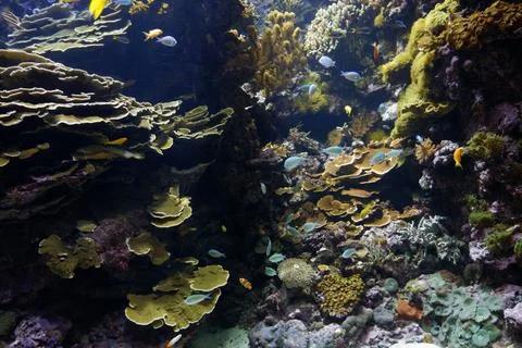 Artificial reef created in an aquarium Stock Photos