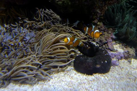 Artificial reef created in an aquarium Stockfoto's