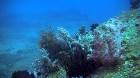 Artificial Reef In Deep Water, Philippines Stock Footage 116275368