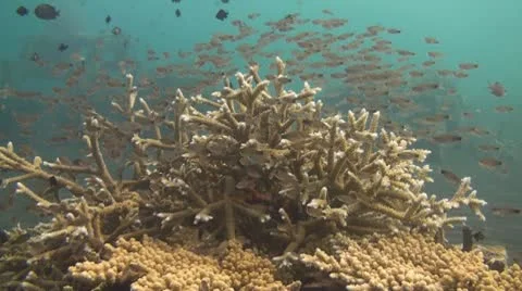 Artificial reef Stock Footage 10735563