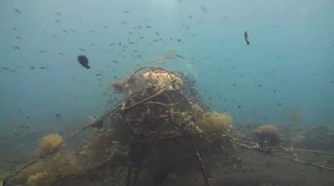 Artificial reef Stock Footage 10737069