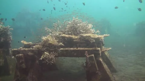 Artificial reef Stock Footage 10737081