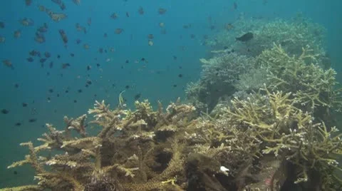 Artificial reef Stock Footage 10737088