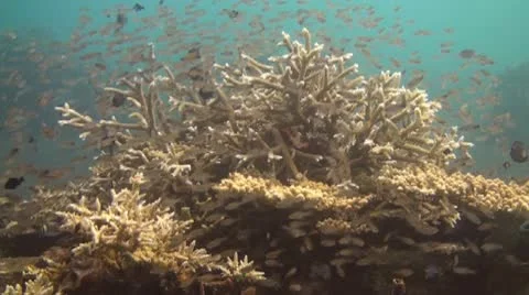 Artificial reef Stock Footage 10737092