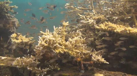 Artificial reef Stock Footage 10737097