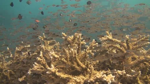 Artificial reef Stock Footage 10737115