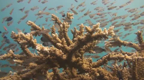 Artificial reef Stock Footage 10737121