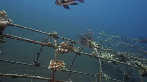 Artificial reef Stock Footage 224277804
