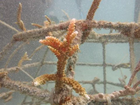 Artificial reef found at coral reef area at Malaysia Stock Photos
