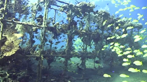 Artificial reef full of coral and fishes in Coral Garden, Tulamben, Bali Stock-Footage 68044577