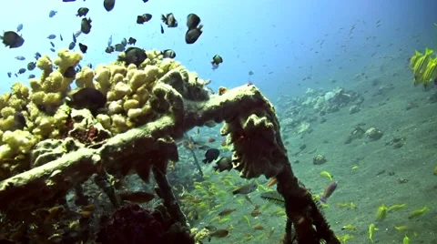 Artificial reef full of coral and fishes in Coral Garden, Tulamben, Bali Stock Footage