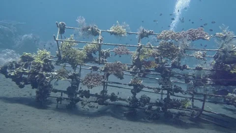 Artificial reef made of metal structure Stock Footage 320507580