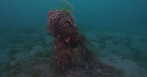 Artificial Reef In Port Phillip Bay Video stock 331760387
