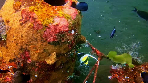 Artificial Reef Structure Detail with Moorish Idol and Encrusting Coral Stock Footage 334165332