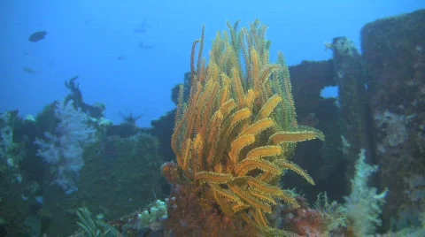 Artificial reef a sunken dry dock in the Philippines Stock Footage 607776