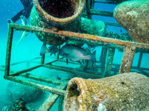 An artificial reef teeming with a Big Eye Trevally, Caranx sexfasciatus. Picture Stock Photos
