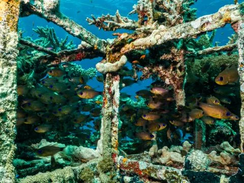 An artificial reef teeming with fish. Picture from Egypt, the Red Sea Stock Photos