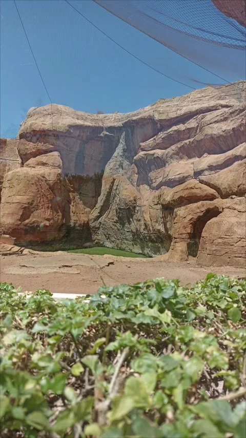 Artificial Rocky Cliff and Mountain Habitat inside a Zoological Park Video stock 343959446