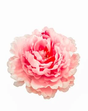 Artificial rose flower Stock Photos