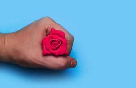 Artificial rose in a hand on a blue background. Stock Photos