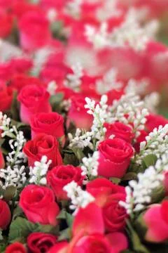 Artificial rose  Stock Photos