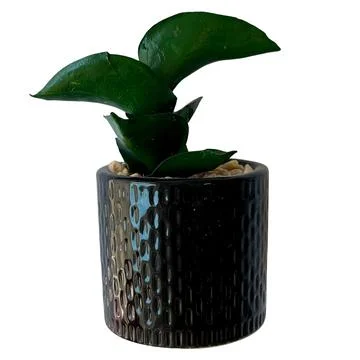 Artificial Sansevieria in Black Ceramic Pot Isolated on White Background Stock Photos