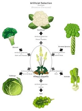 Artificial Selection Infographic Diagram example brassica oleracea genetic Stock Illustration