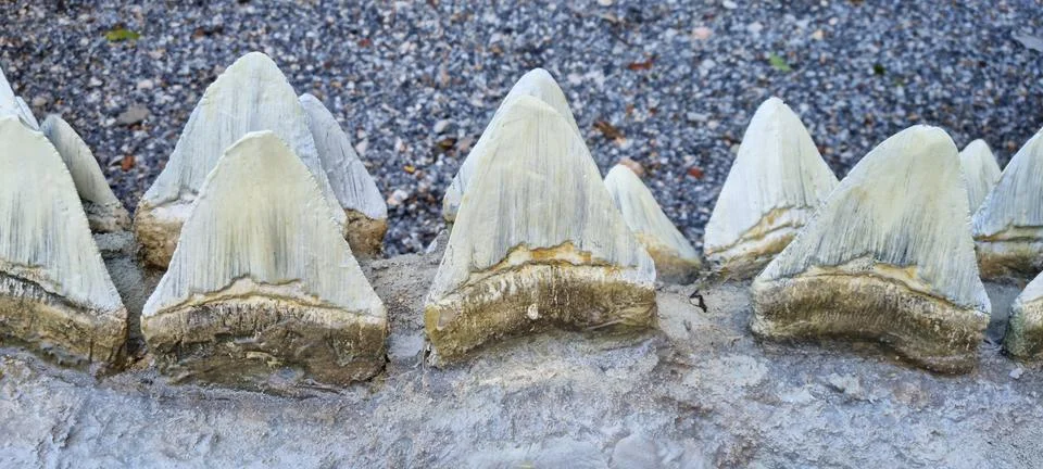 Artificial sharp teeth of a monster model Stock Photos