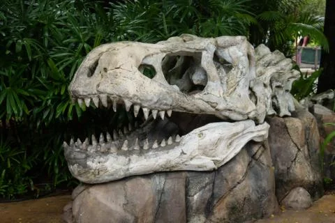 Artificial skull of dinosaur for display Stock Photos