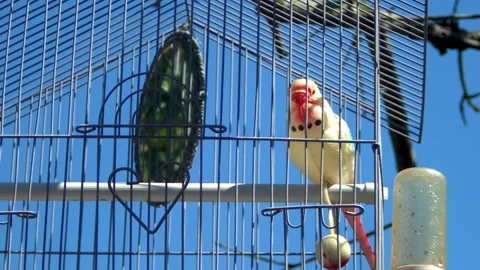 Artificial small bird in cage. Stock Footage 268823688