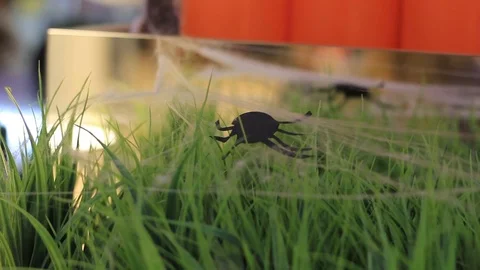 Artificial spider on the web in artificial grass Stock Footage 97468807