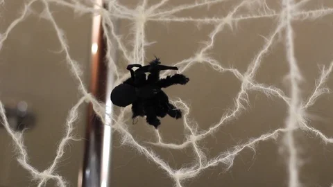 Artificial spider on the web Stock Footage 97468733