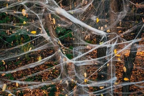 Artificial spider webs stretched across tree trunks in autumn forest, Hallo.. Stock Photos