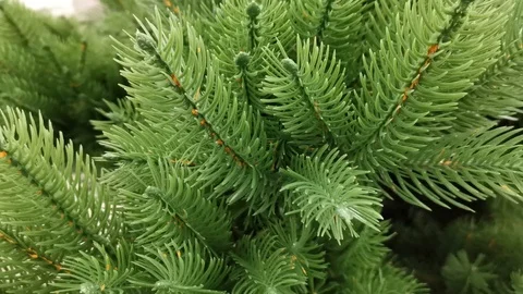 Artificial spruce close up Stock Footage 121049956