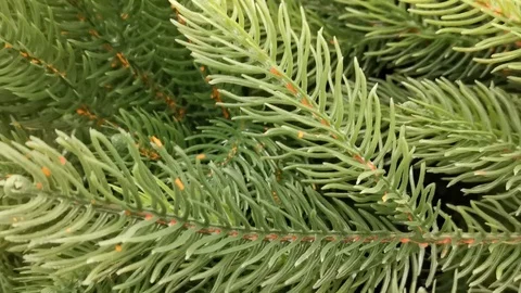 Artificial spruce close up Video stock 121050080