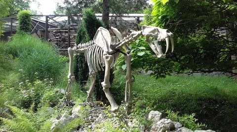 Artificial statue of extinct predator smilodon situated in vegetation Stock Photos