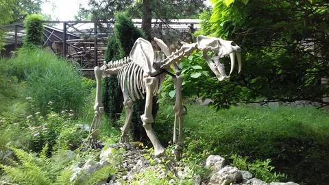 Artificial statue of extinct predator smilodon situated at monkey house in .. Stock Photos