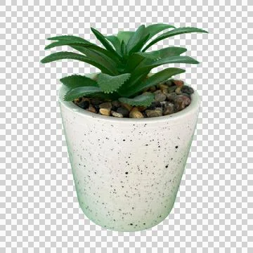 Artificial Succulent Plant In White Ceramic Pot Isolated PNG Stock Photos