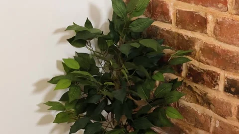 Artificial tree in the corner of the room 스톡 동영상 337665892