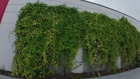 Artificial tree decoration on a wall Stock Footage 320216628