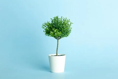 Artificial tree plant on an empty colored blue nature background. Minimal con Stock Photos