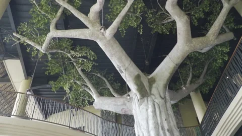 A artificial tree with a railing and a balcony Stock Footage 236665049
