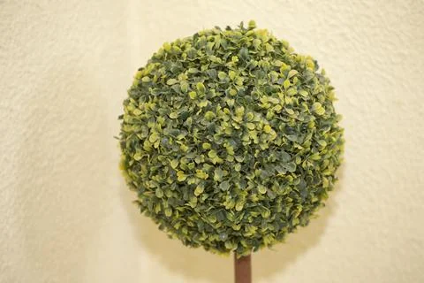 Artificial tree of a round shape on a beige background. Stock Photos