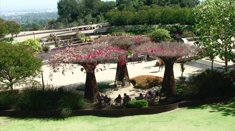 Artificial Trees at Getty Center Stock Footage 462473