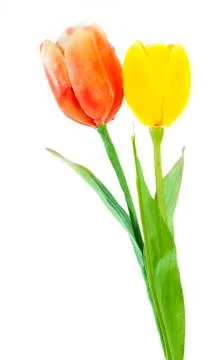 Artificial tulip on white background Stock Photos